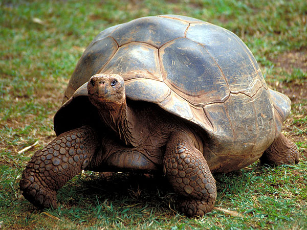 Galapagos giant tortoise.jpg