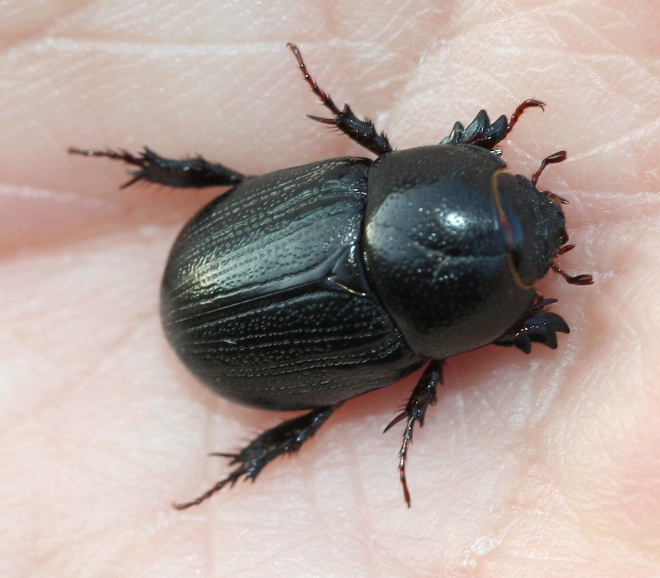Scarab beetle.jpg