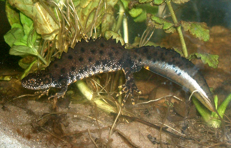Great crested newt.jpg
