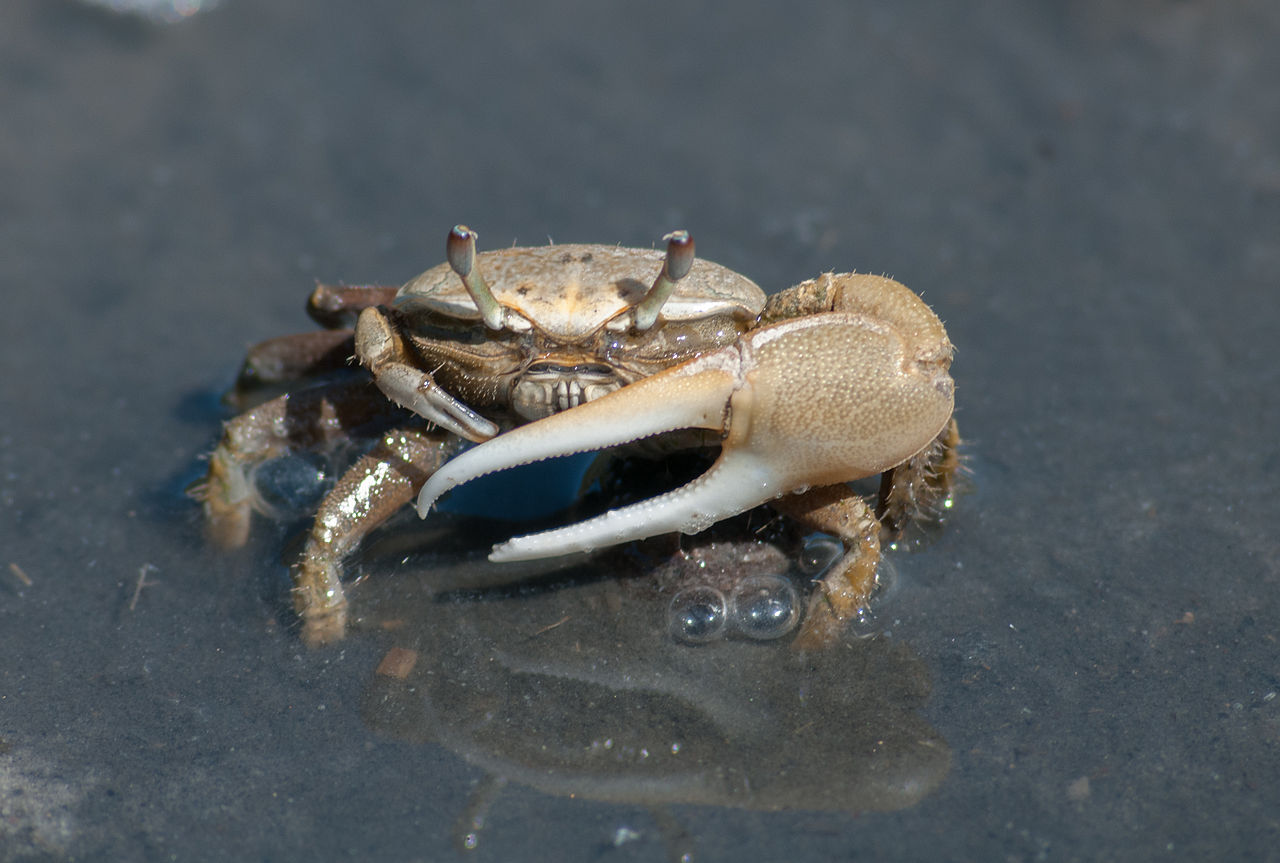 Fiddler crab.jpg