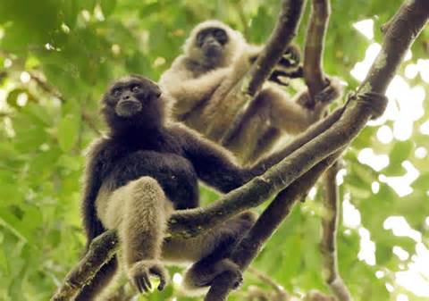 Gibbon.jpg