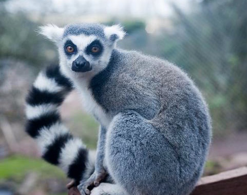 Ring tailed lemur.jpg