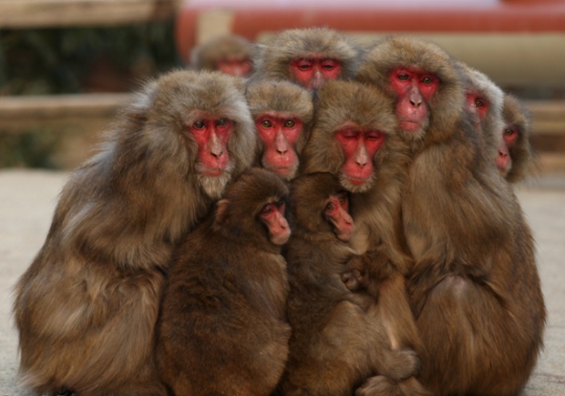 Japanese macaque.jpg