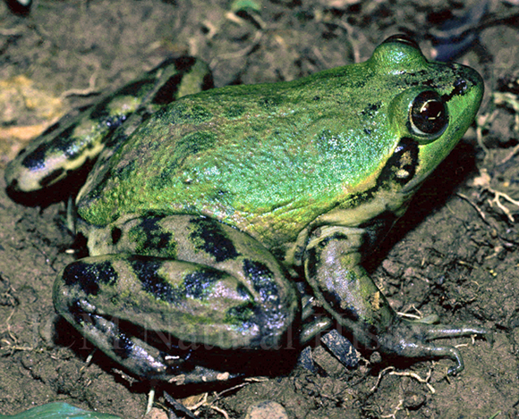 Paradoxical frog.jpg