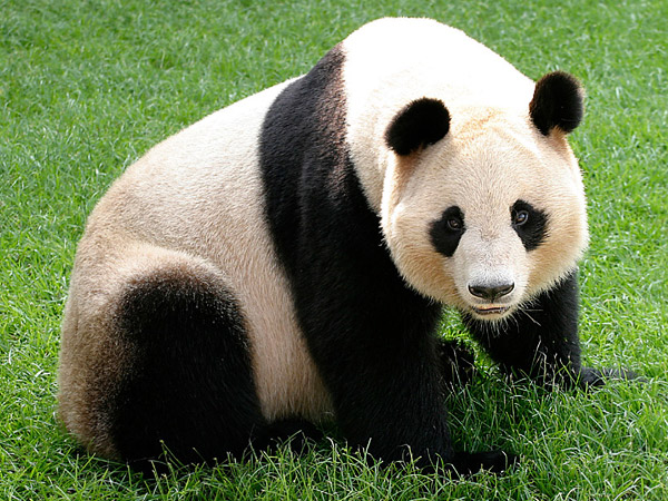 Giant panda.jpg