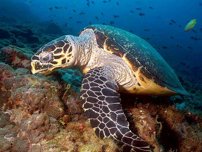 Hawksbill sea turtle.jpg