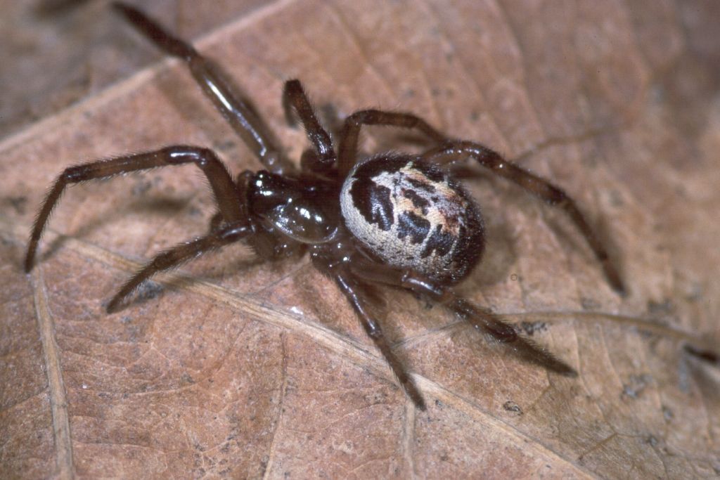 False Widow spider.jpg
