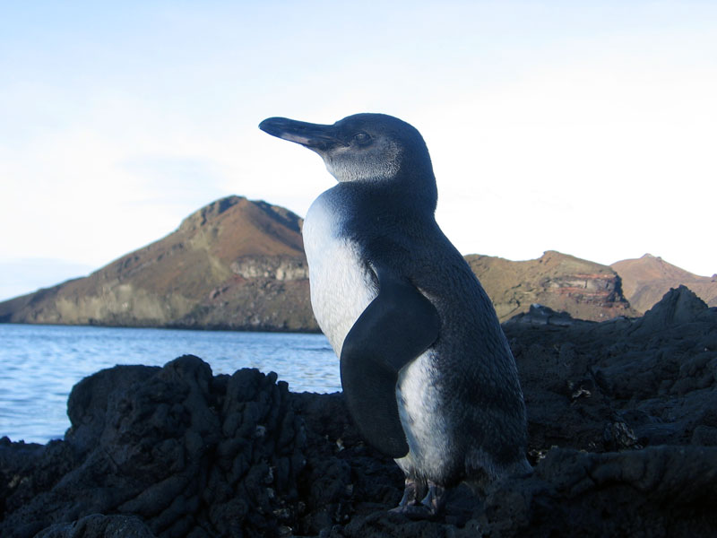 Galapagos penguin.jpg