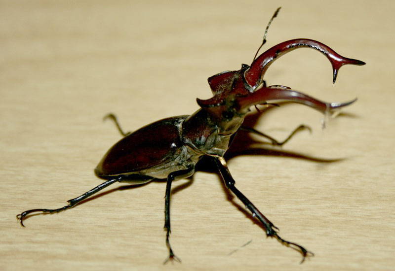 Stag beetle.jpg