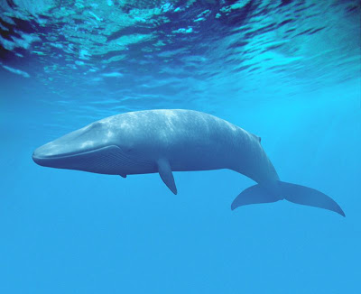 Blue whale.jpg