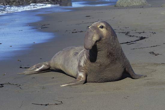 Elephant seal.jpg