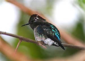 Bee hummingbird.jpg
