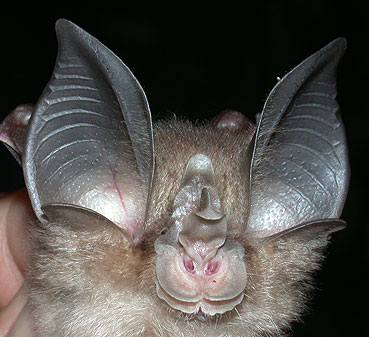 Horseshoe bat.jpg