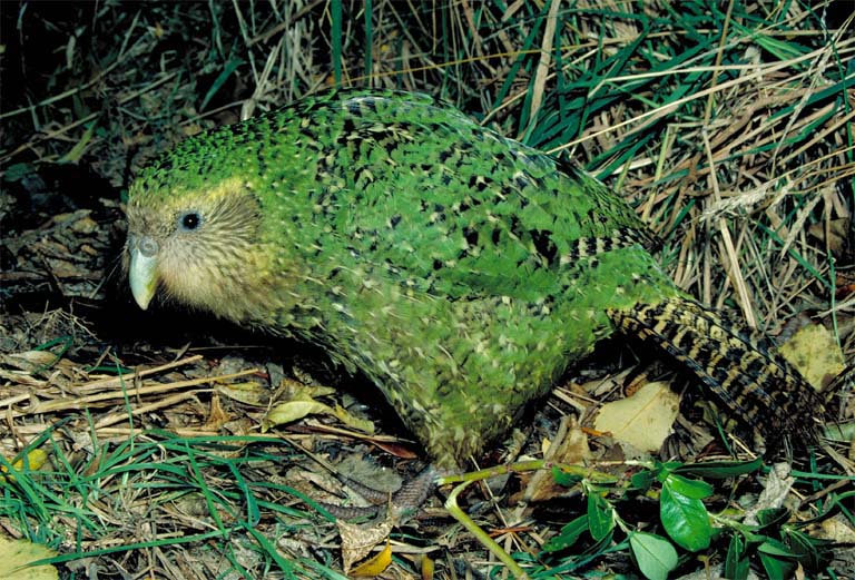 Kakapo.jpg