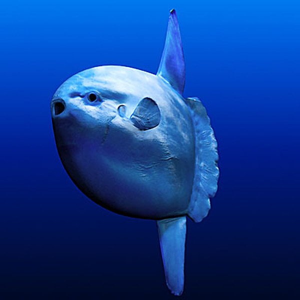 Ocean sunfish.jpg