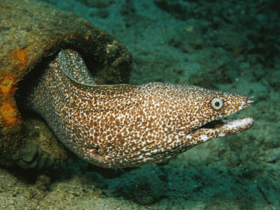 Moray eel.jpg
