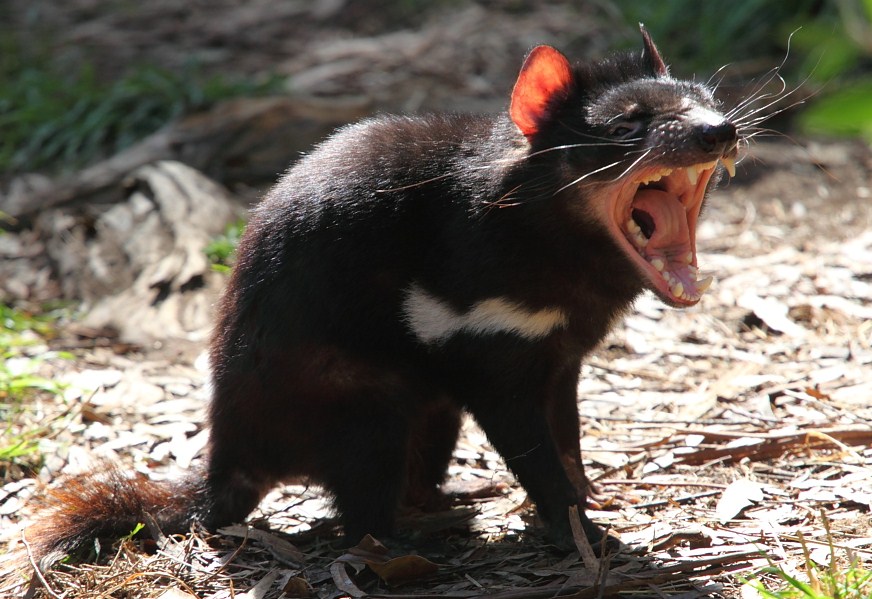 Tasmanian devil.jpg