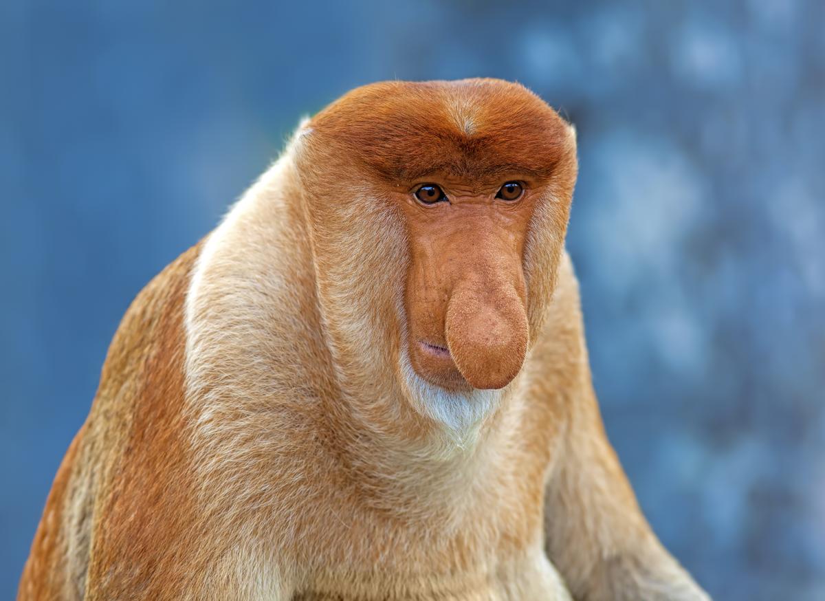 Proboscis monkey.jpg