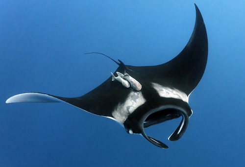 Giant oceanic manta ray.jpg