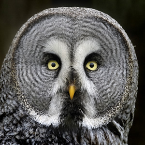 Great grey owl.jpg