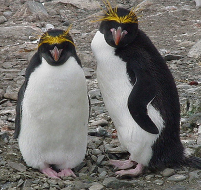 Macaroni penguin.jpg