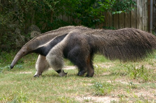 Anteater.jpg