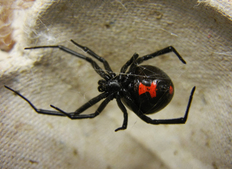 Black Widow spider.jpg
