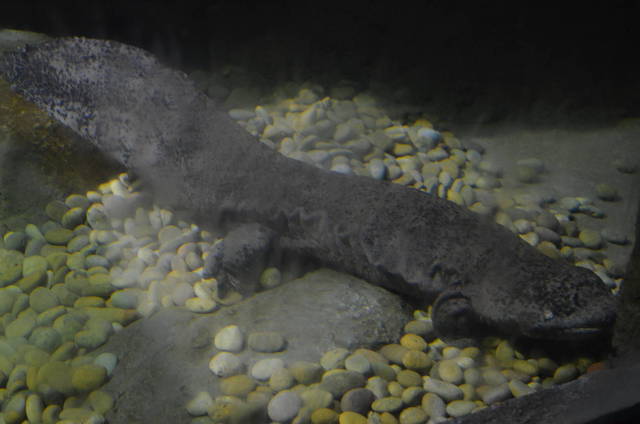 Chinese giant salamander.jpg
