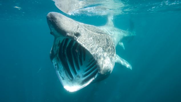 Basking shark.jpg