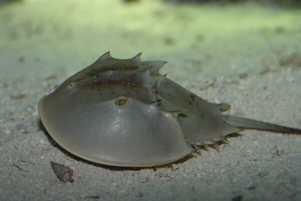 Horseshoe crab.jpg