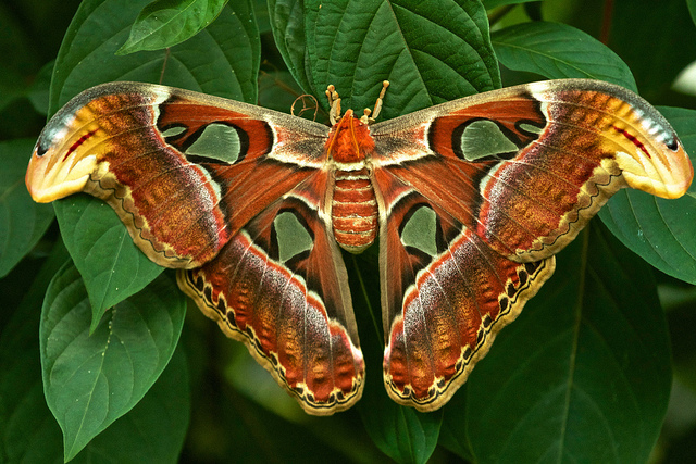 Atlas moth.jpg