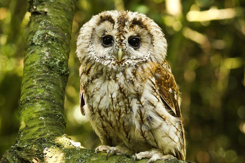 Tawny owl.jpg