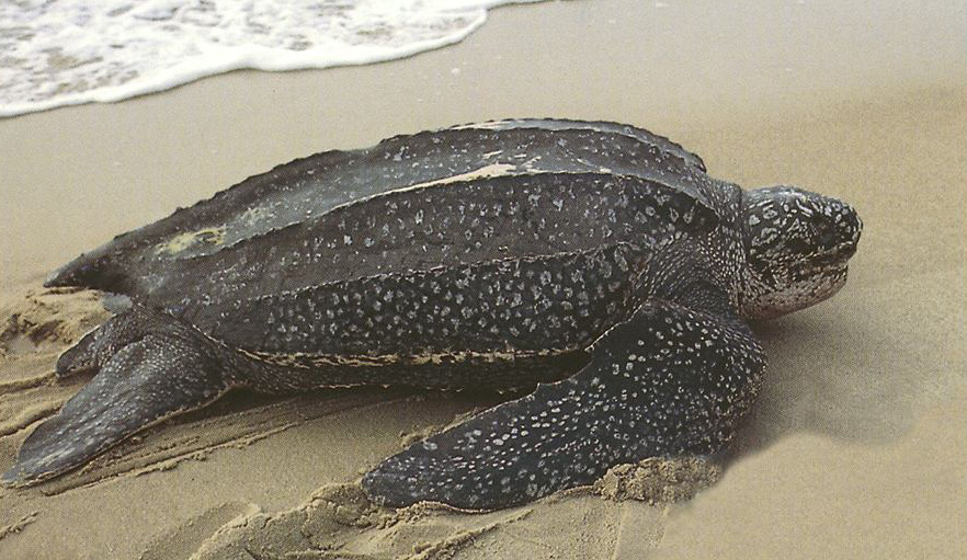 Leatherback sea turtle.jpg
