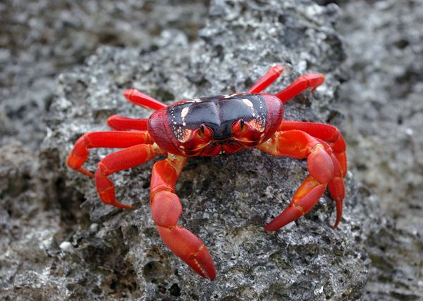 Christmas Island red crab.jpg