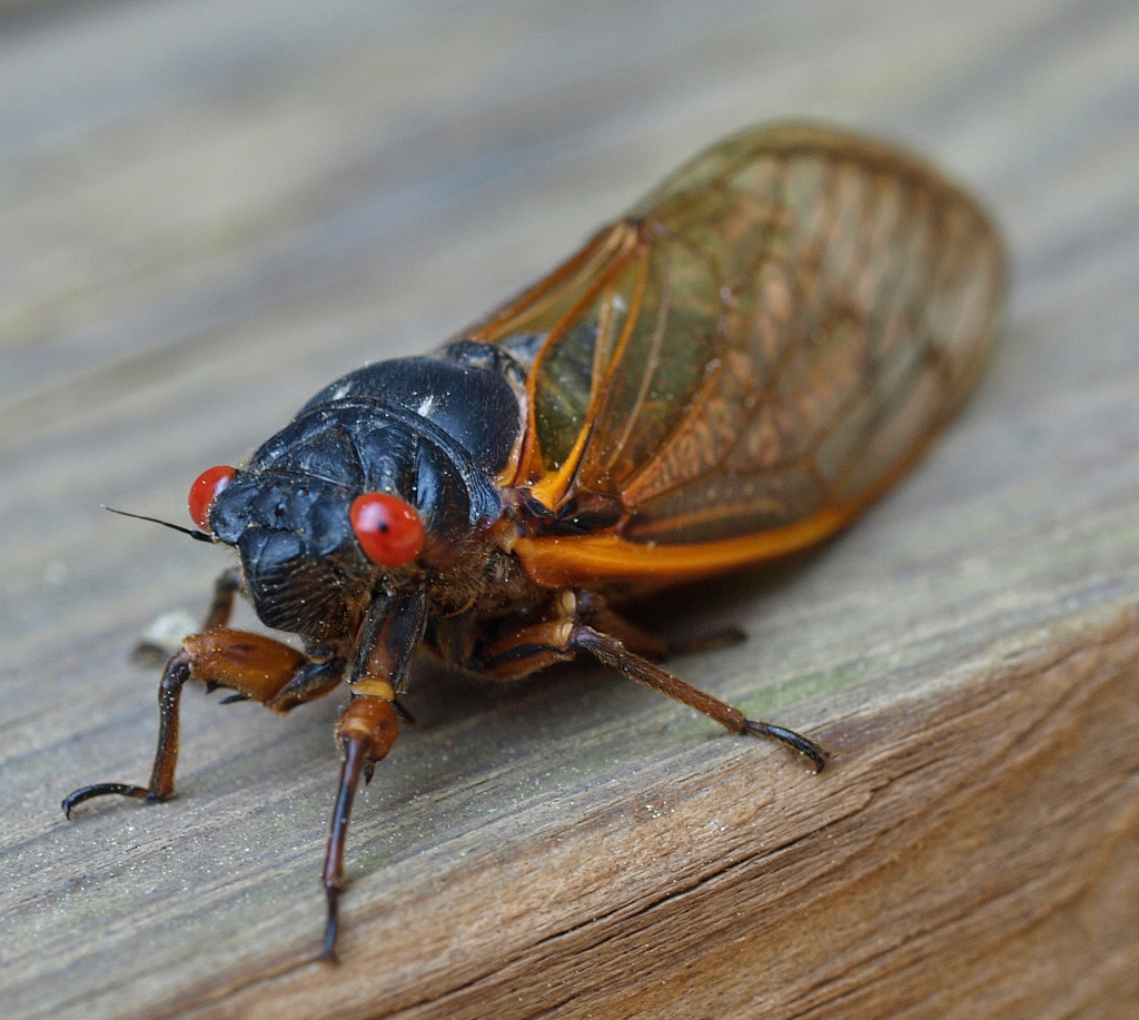 17 year cicada.jpg