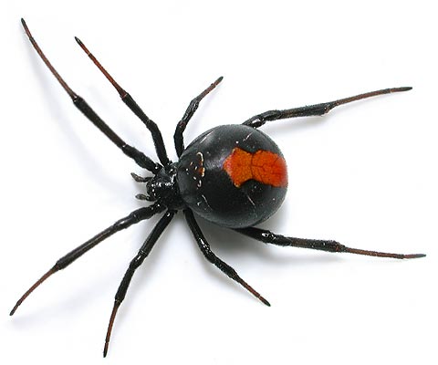 Redback spider.jpg