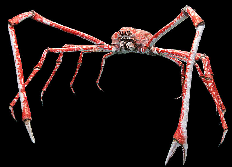 Japanese spider crab.jpg