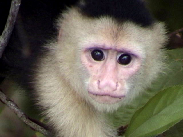 Capuchin monkey.jpg