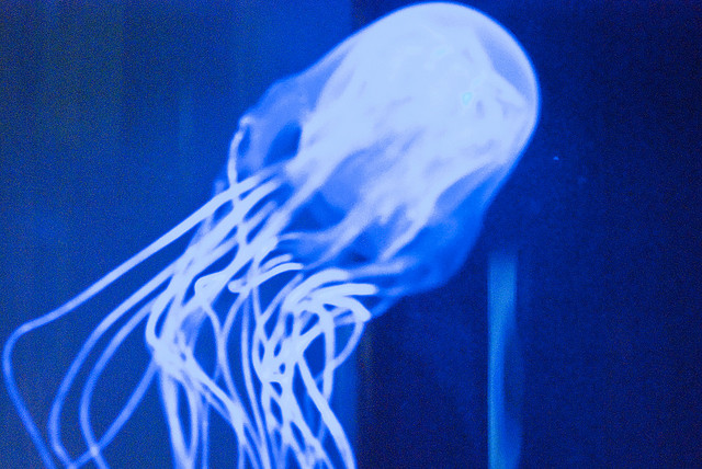 Box jellyfish.jpg