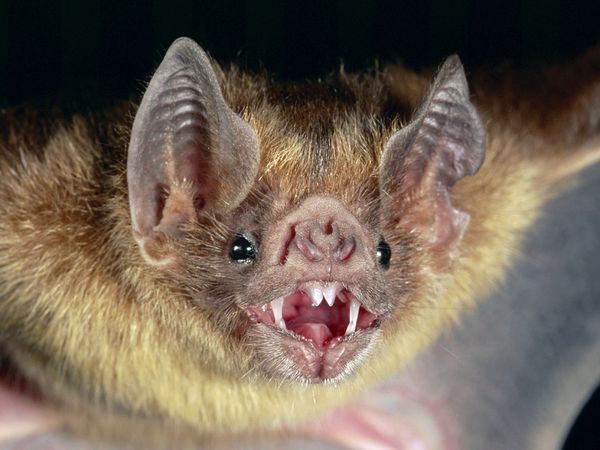 Common vampire bat.jpg