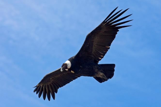 Andean condor.jpg