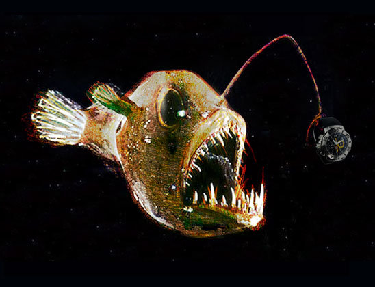 Angler fish.jpg