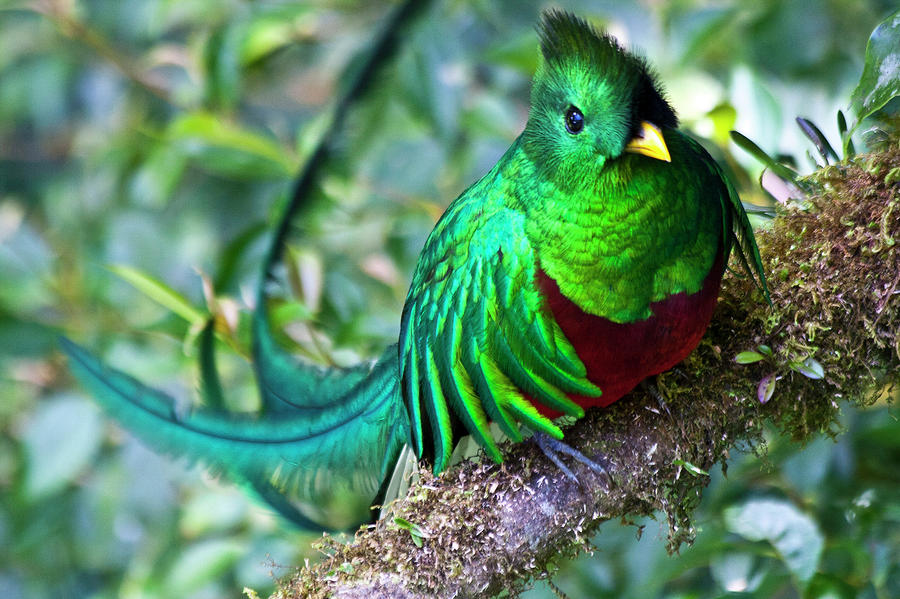 Quetzal.jpg