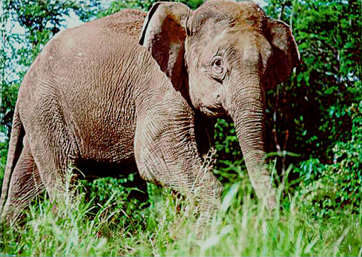 Borneo elephant.jpg