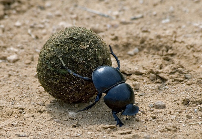 Dung beetle with dung.jpg