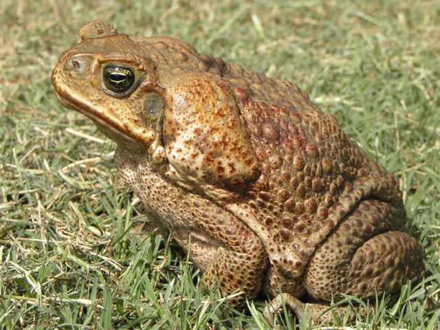 Cane toad.jpg